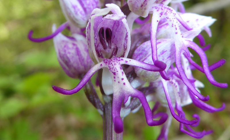 O.simia - O.purpurea - O.insectifera